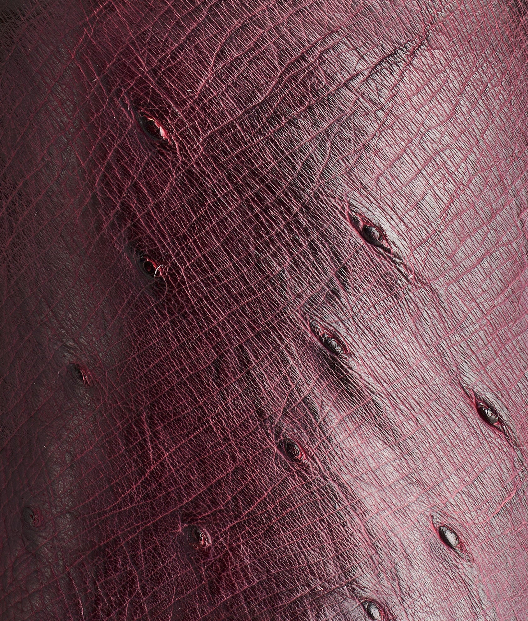Sunset Exotic :: Black Cherry - Image 8