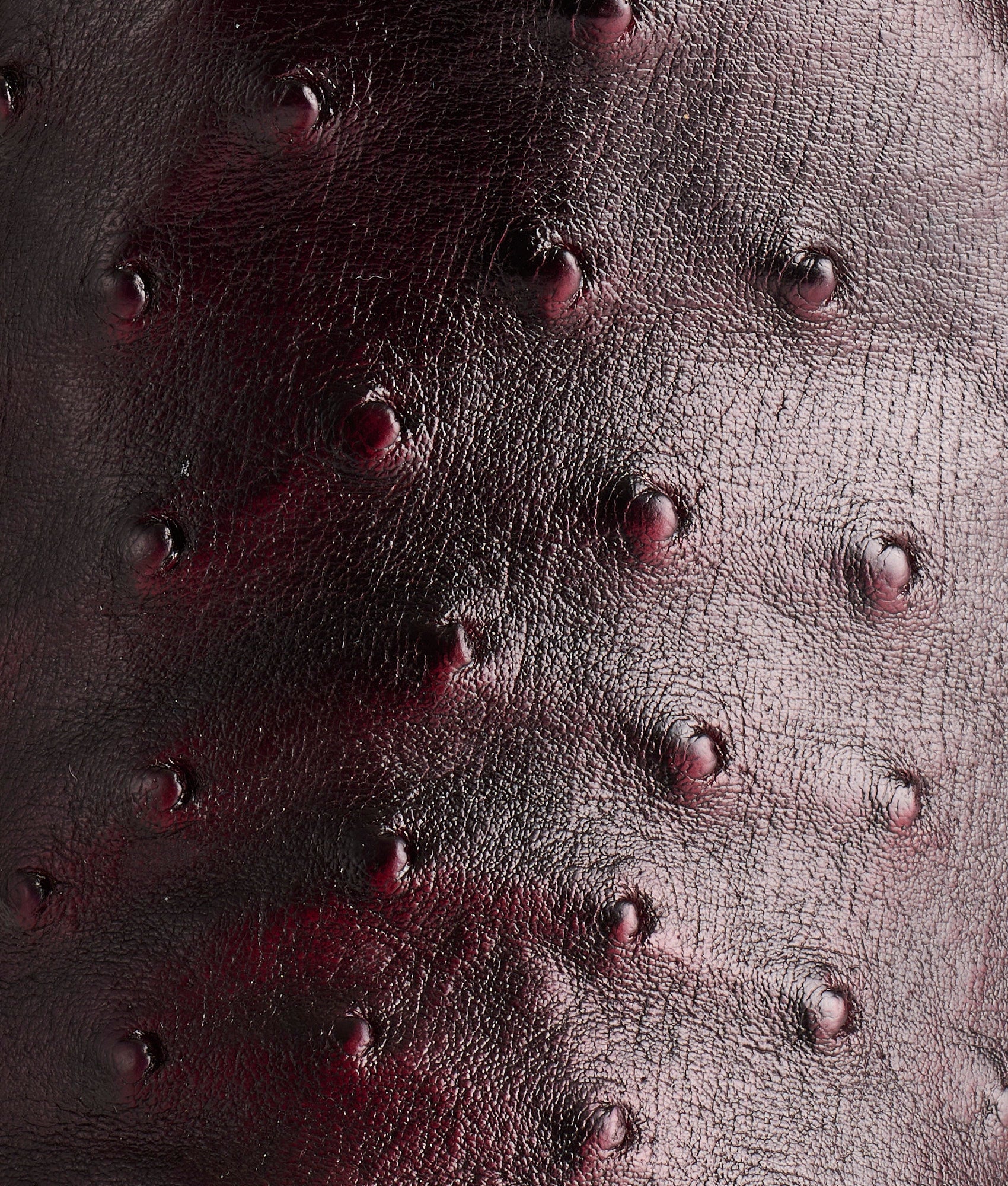 Augustus :: Black Cherry - Image 7