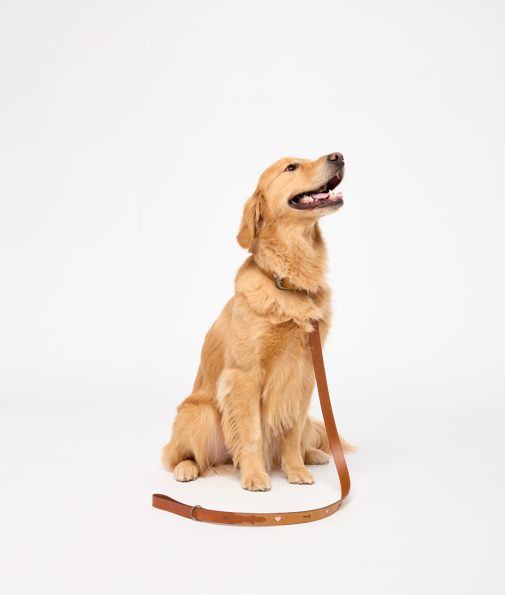 Dog Leash :: Tan - Image 2
