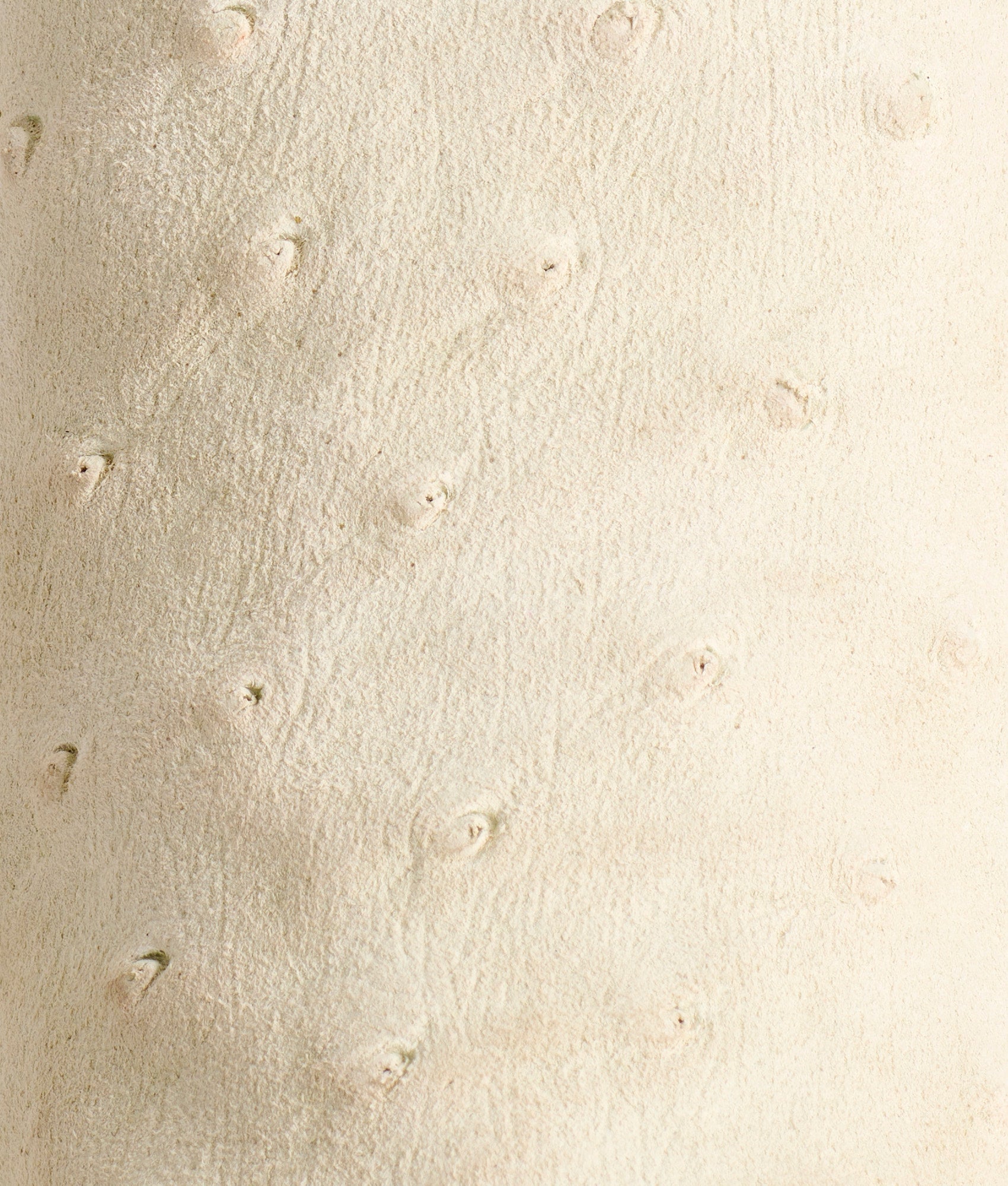 Sweetheart :: Ivory - Image 10
